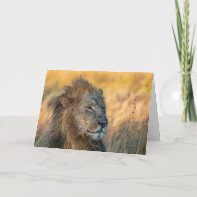 Cartão Rei da Selva, Botsuana (Frente)