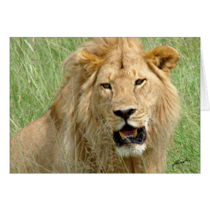 Cartão Rei do leão (dos Lions Clube) (Serengeti,