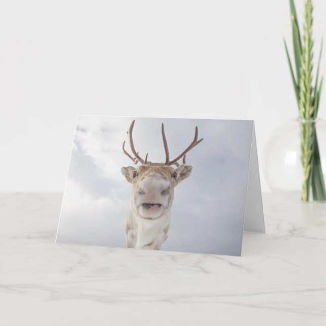 Cartão Reindeer Nature Photo (Frente)