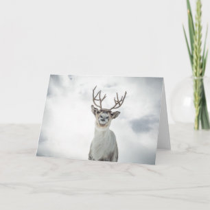 Cartão Reindeer Nature Photo