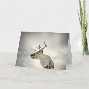 Cartão Reindeer Nature Photo