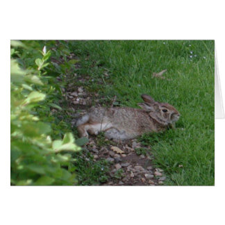 Cartão Relaxação do coelho