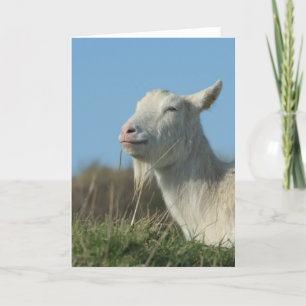 Cartão relaxed goat
