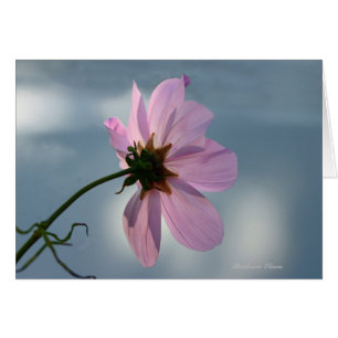 Cartão Rendimento à Natureza: Cosmos