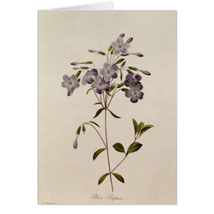 Cartão Reptans do Phlox