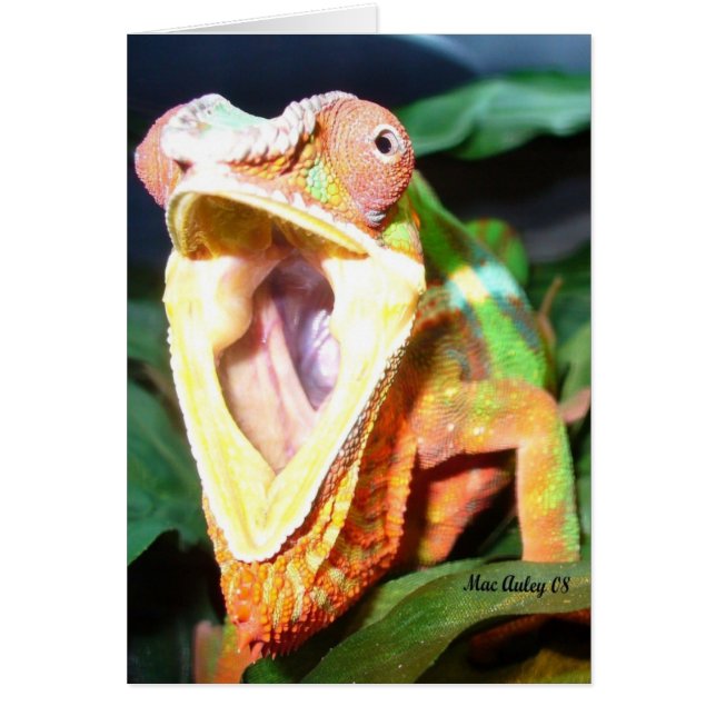 cartão réptil (Frente)