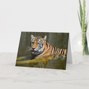 Cartão Resfriamento do Tiger Bengal Desligado