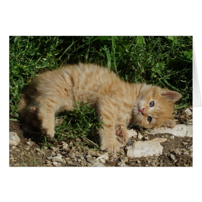 Cartão Resting Tabby Baby (Frente Horizontal)