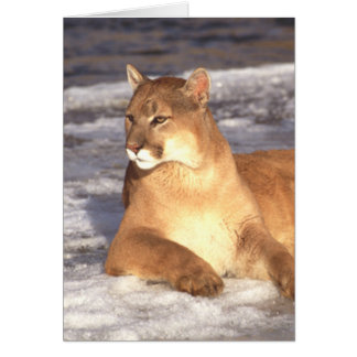 Cartão Resto do puma