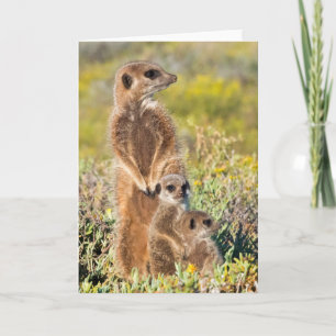 Cartão Retrato da família Meerkat