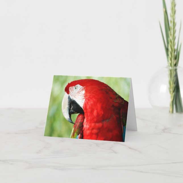 Cartão Retrato da Macaw (Frente)