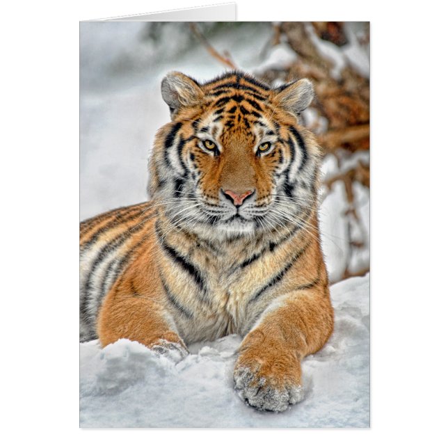Cartão Retrato da neve do tigre (Frente)