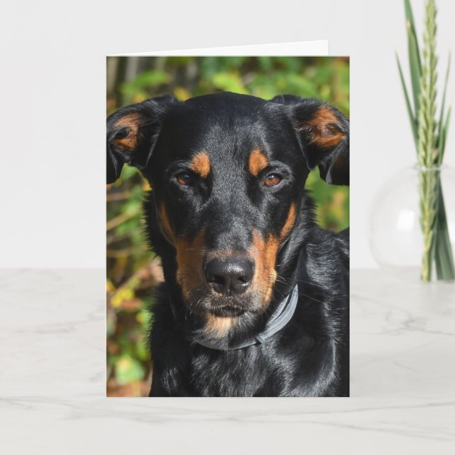 Cartão Retrato de Beauceron Dog (Frente)
