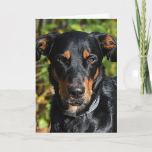 Cartão Retrato de Beauceron Dog