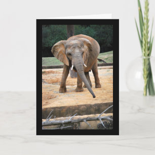 Cartão Retrato de Elefante Africano