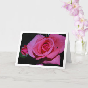 Cartão Retrato de Flor de Rosa Rosa