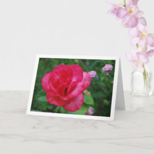 Cartão Retrato de Flor de Rosa Rosa