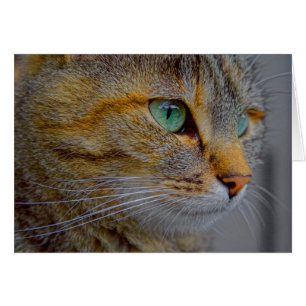 Cartão Retrato de Gato Tigre