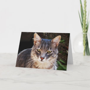 CARTÃO RETRATO DE GATO TURCO CINZA
