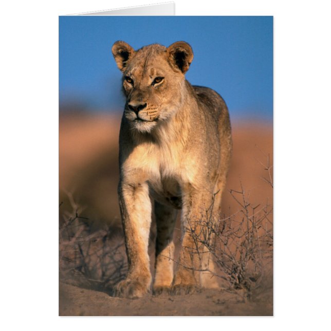 Cartão Retrato de Leoa (Panthera Leo) (Frente)