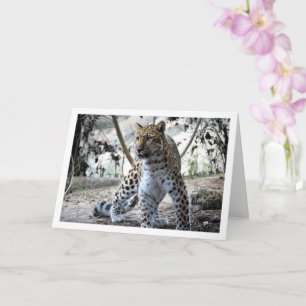 Cartão Retrato de Leopardo