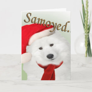 Cartão Retrato de Natal Samoyed