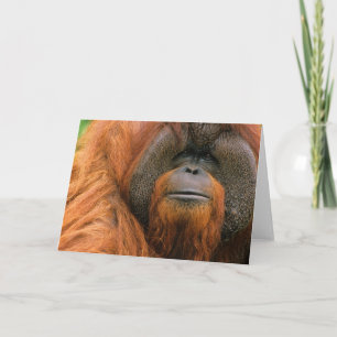 Cartão Retrato de Orang-utango Macho, Geórgia, EUA