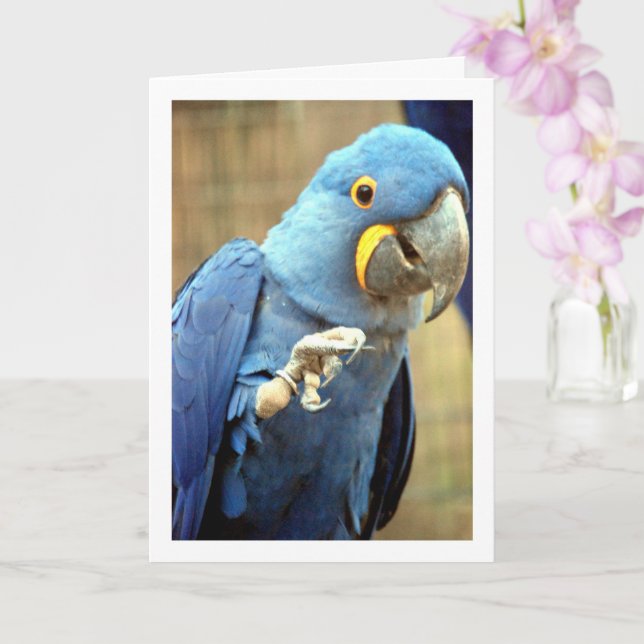 Cartão Retrato de Papagaio Azul (Orquídea)