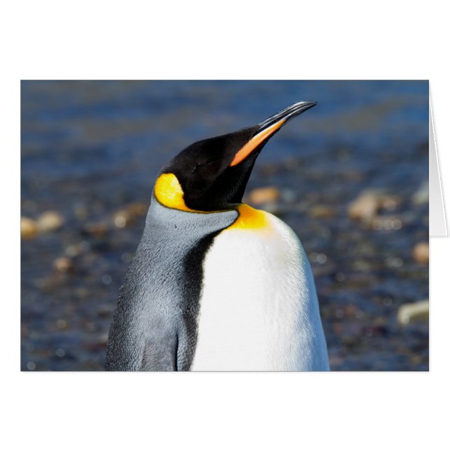Cartão Retrato de pinguim (Frente Horizontal)