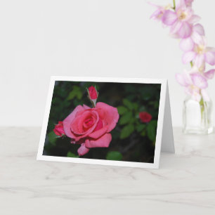 Cartão Retrato de Rosa Rosa e Botões de Rosa