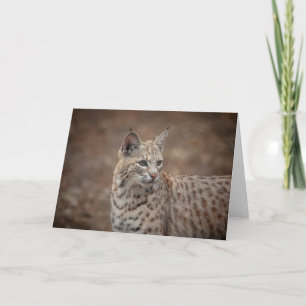 Cartão Retrato de um Bobcat
