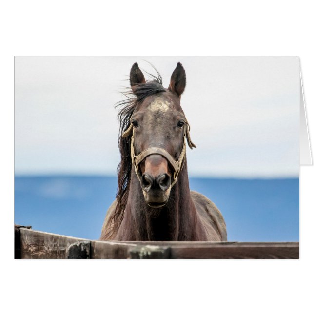 Cartão Retrato de um cavalo (Frente Horizontal)