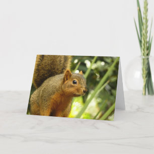 Cartão Retrato de um Esquilo Fotografia Animal