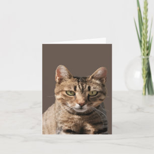 Cartão Retrato de um Gatinho Malhado Fofo com Contato Vis