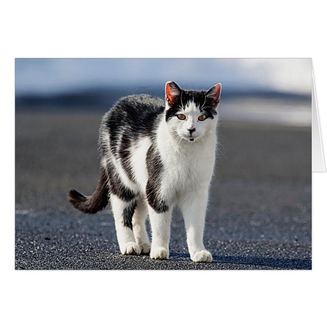 Cartão Retrato de um gato (Frente Horizontal)