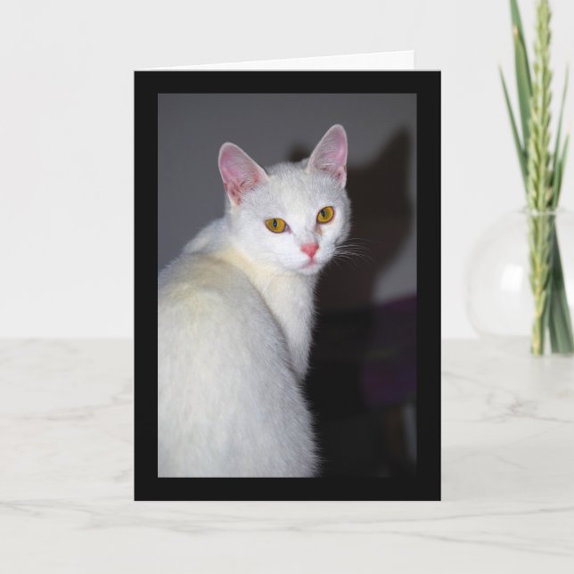 Cartão Retrato de um Gato Branco (Frente)