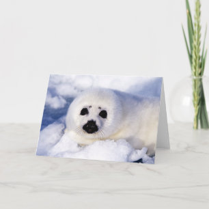 Cartão Retrato de uma Pup Harp Seal