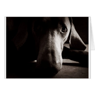 Cartão Retrato de Weimaraner