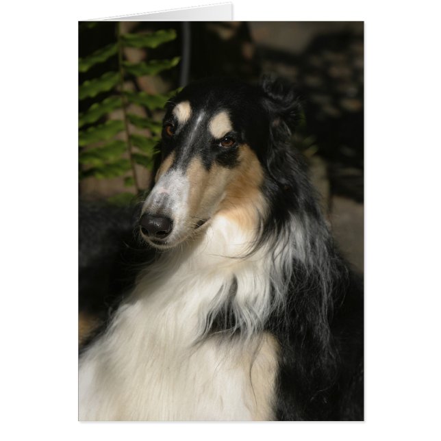 Cartão Retrato de Zulu (Frente)