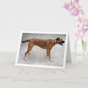 Cartão Retrato do Cão