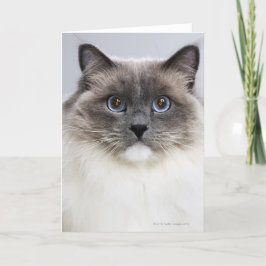 Cartão Retrato do gato de Ragdoll