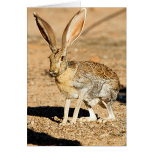 Cartão Retrato do lebre-de-antílope, Arizona