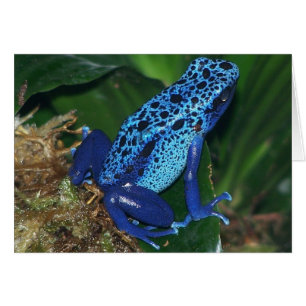 Cartão Retrato do Sapo de Seta Venenosa Azul