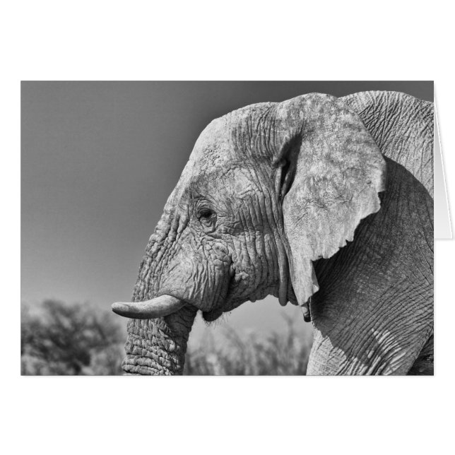 Cartão Retrato elefante (Frente horizontal)
