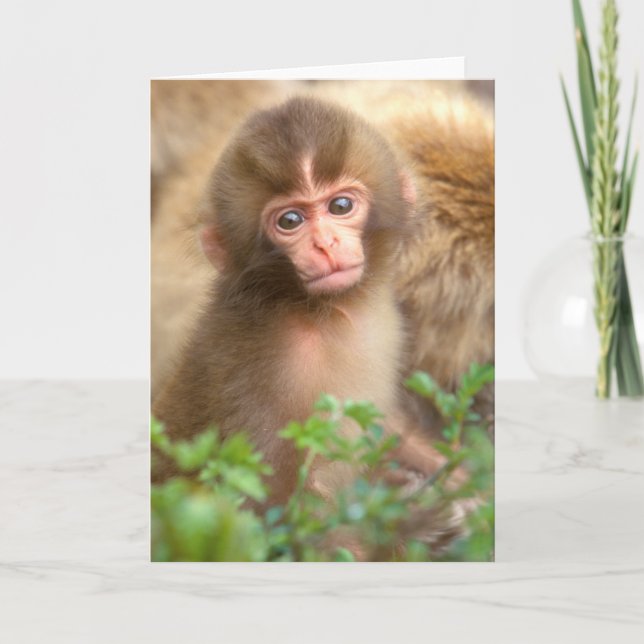Cartão Retrato para Bebê Macaco Neve (Frente)