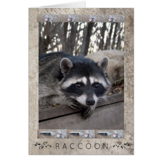 Cartão Retrato Raccoon