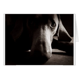 Cartão Retrato Weimaraner
