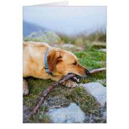 Cartão Retriever com Stick