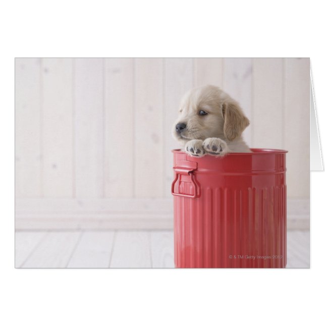 Cartão Retriever de ouro (Frente Horizontal)