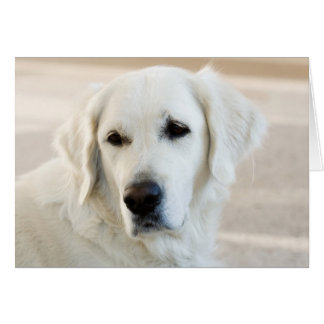 Cartão Retriever de ouro